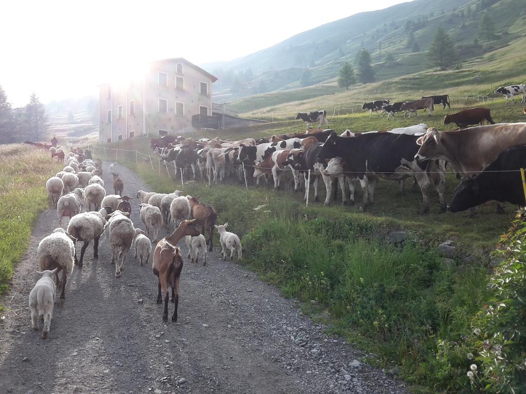 Agriturismo Raethia Isolaccia Ngoại thất bức ảnh